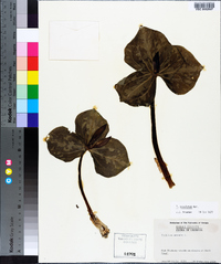 Trillium maculatum image