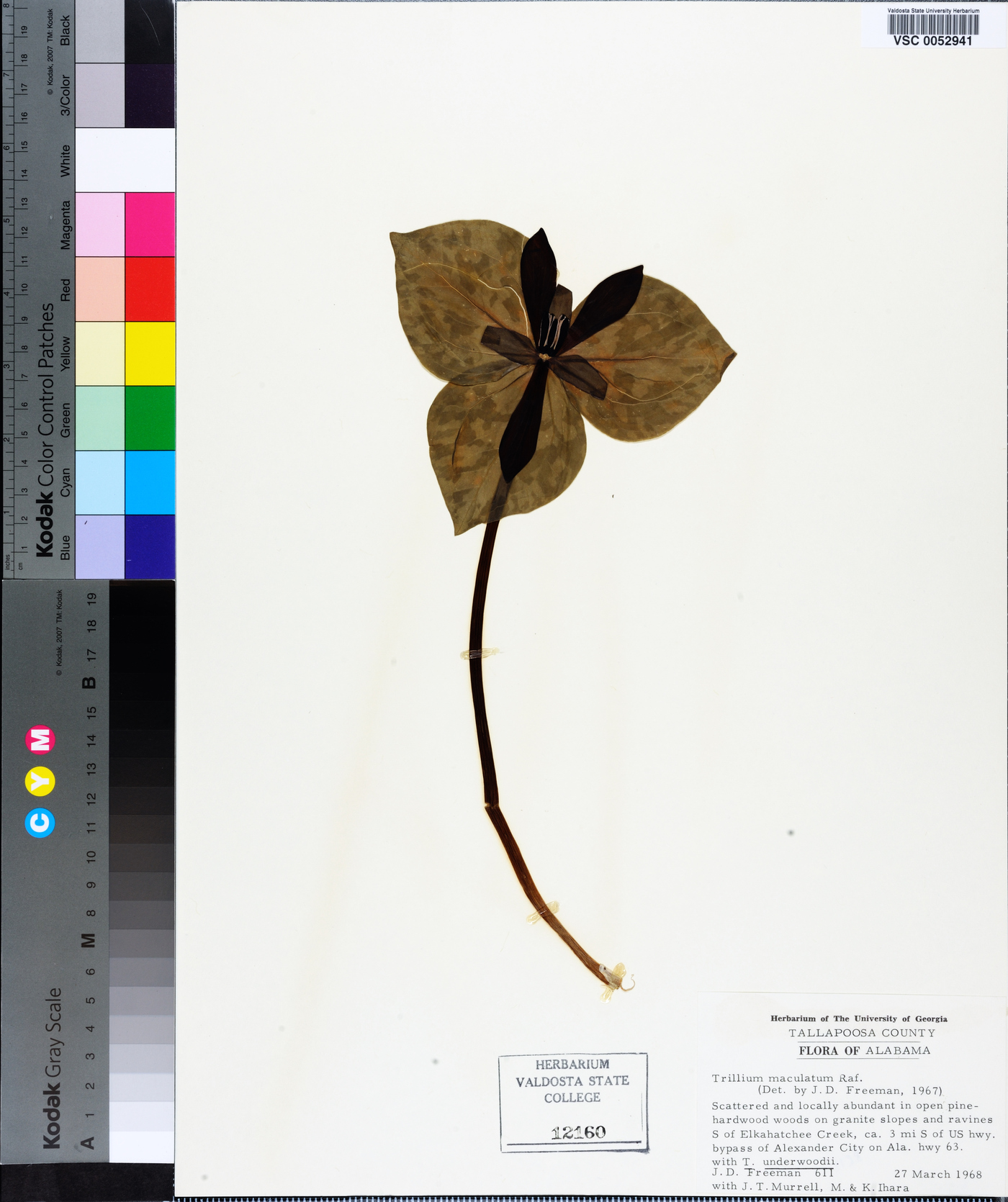 Trillium maculatum image