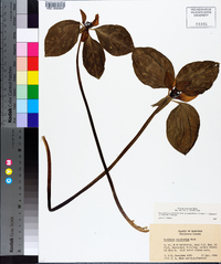 Trillium recurvatum image