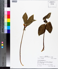 Trillium recurvatum image