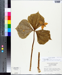 Trillium rugelii image