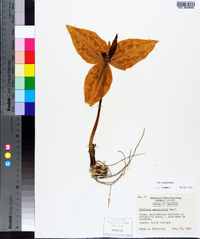 Trillium underwoodii image