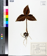 Trillium underwoodii image