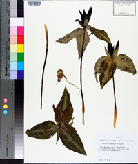 Trillium underwoodii image