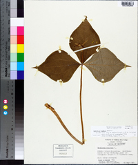 Trillium simile image