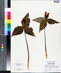 Trillium decipiens image