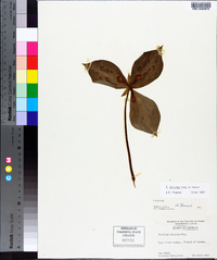 Trillium discolor image