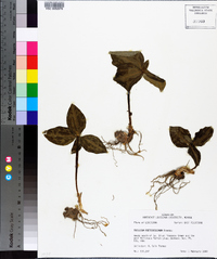 Trillium foetidissimum image