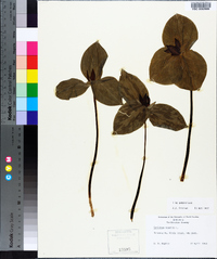 Trillium sessile image