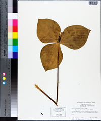 Trillium stamineum image