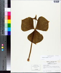 Trillium erectum image