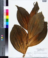 Veratrum viride image