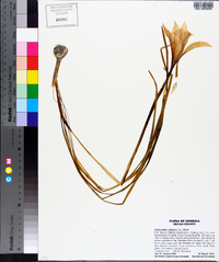 Zephyranthes atamasca image