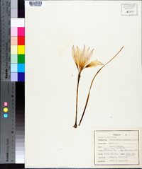 Zephyranthes atamasca image