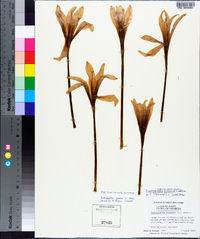 Zephyranthes atamasca image