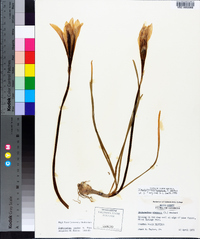 Zephyranthes atamasca image