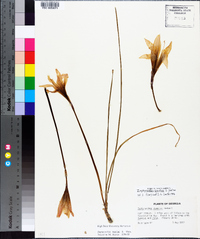 Zephyranthes atamasca image