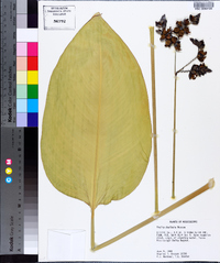 Thalia dealbata image