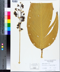 Thalia dealbata image