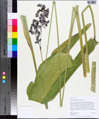 Thalia dealbata image