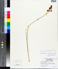 Calopogon barbatus image