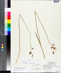 Calopogon pallidus image