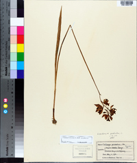 Calopogon tuberosus image