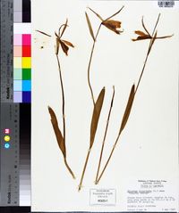 Cleistesiopsis divaricata image