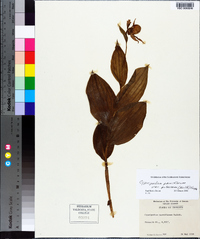 Cypripedium parviflorum var. pubescens image