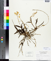 Epidendrum conopseum image