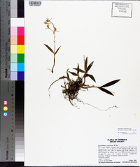 Epidendrum conopseum image