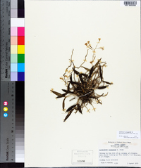 Epidendrum conopseum image