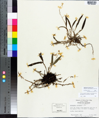 Epidendrum conopseum image