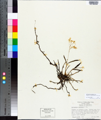 Epidendrum conopseum image