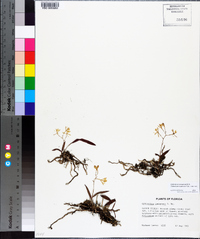 Epidendrum conopseum image