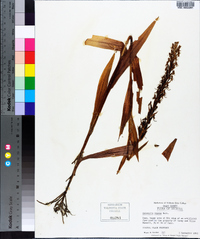 Habenaria repens image