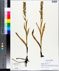 Habenaria repens image