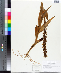 Habenaria repens image