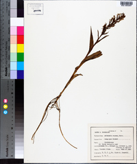 Habenaria repens image