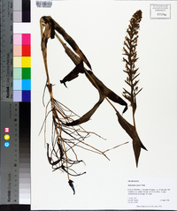 Habenaria repens image