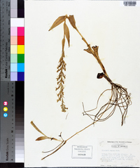 Habenaria repens image