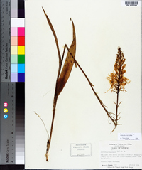 Platanthera ciliaris image