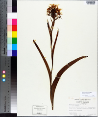 Platanthera ciliaris image