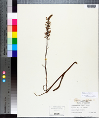 Platanthera nivea image