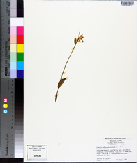 Pogonia ophioglossoides image