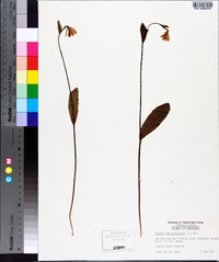 Pogonia ophioglossoides image