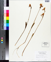 Pogonia ophioglossoides image