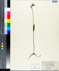 Pogonia ophioglossoides image