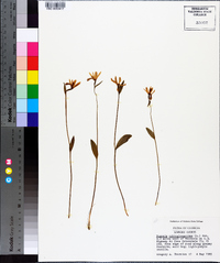 Pogonia ophioglossoides image