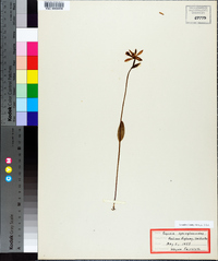 Pogonia ophioglossoides image